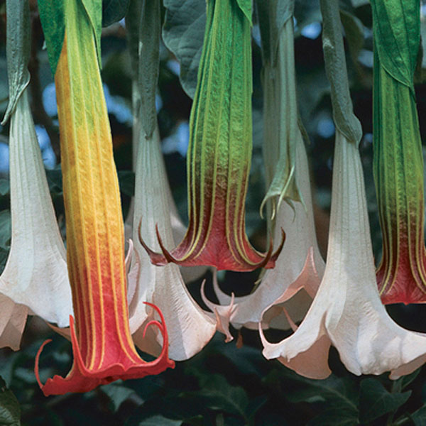 What is a Datura angel trumpet plant?