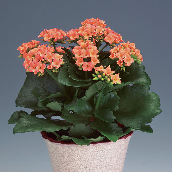 Kalanchoe Indoors (Kalanchoe blossfeldiana)