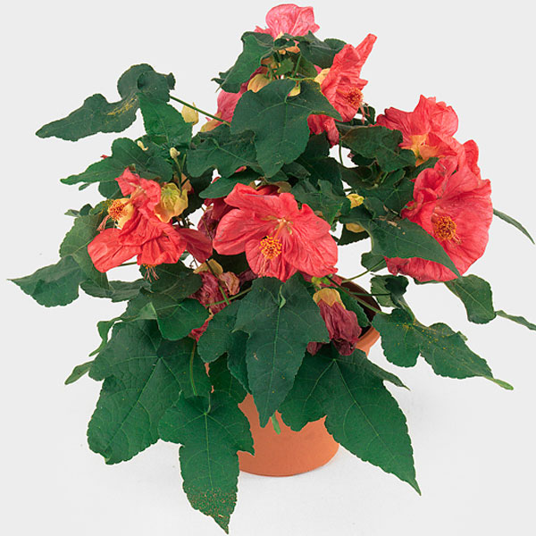 Flowering Maple Indoors (Abutilon hybrid)
