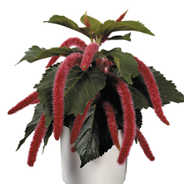 Dwarf Chenille Plant, Firetail (Acalypha pendula)