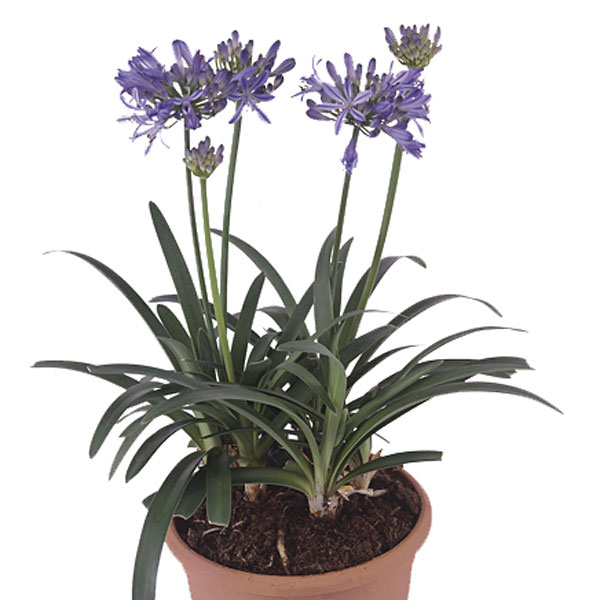 African Lily Indoors (Agapanthus species)