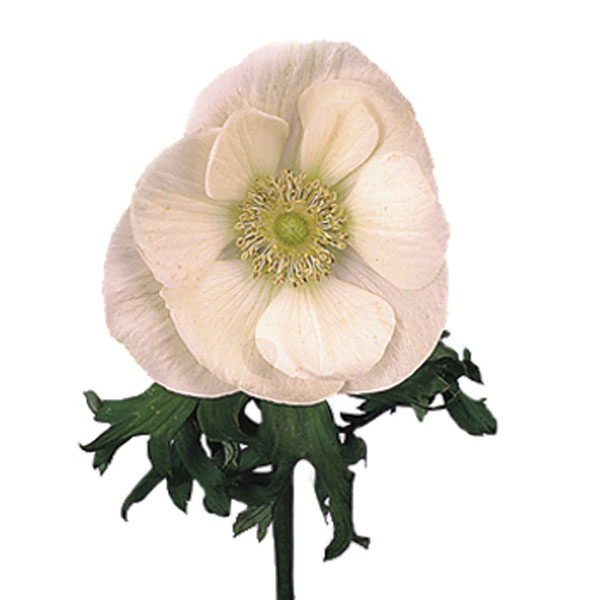 Anemone, Pasque Flower, Wind Flower (Anemone species)