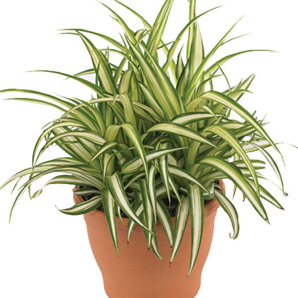 Spider Plant Indoors (Chlorophytum comosum)