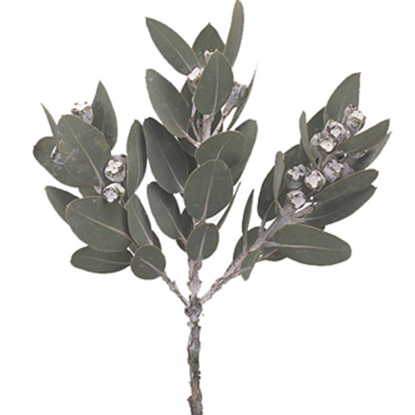 Silver Dollar (Eucalyptus species)