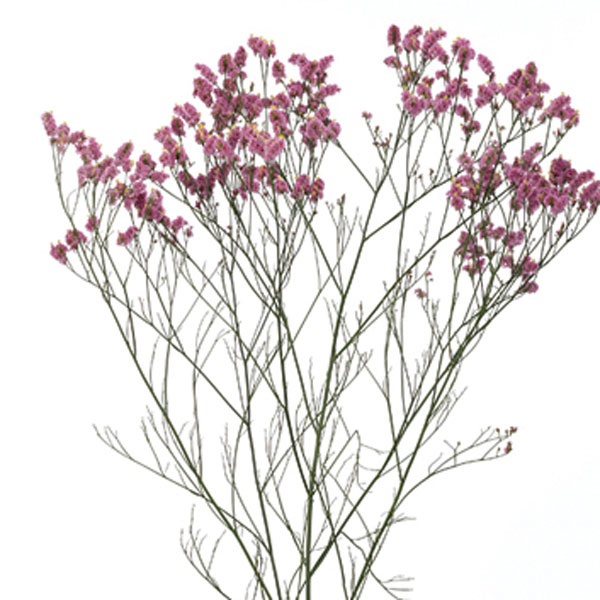 Statice, Sea Lavender (Limonium species)