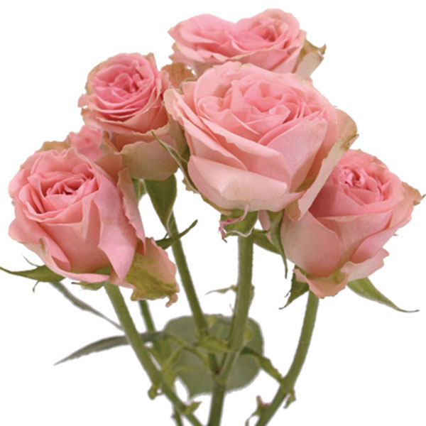 Spray Rose (Rosa hybrid)