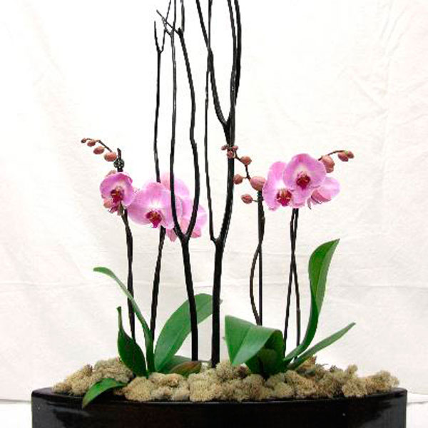 Phalaenopsis (mini) Orchids (Phalaenopsis species)