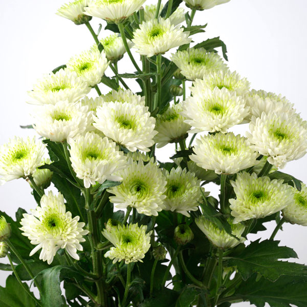 Ball Chrysanthemum, Mum (Chrysanthemum morifolium)