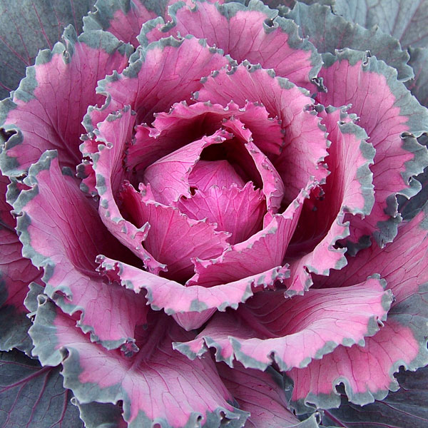 Flowering Cabbage Ornamental Indoors (Brassica oleracea)