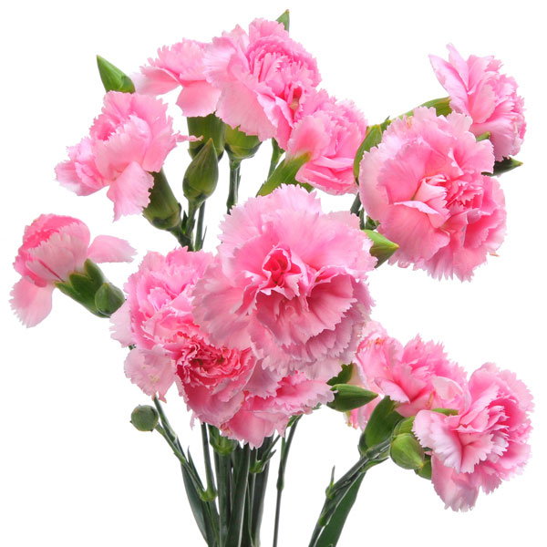 Carnation, Pinks (Dianthus species)