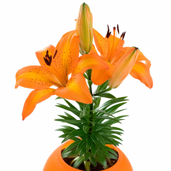 Pixie Lily Indoors (Lilium hybrid)
