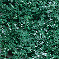 Little Leaf Licorice Plant (Helichrysum microphylla)