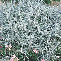 Icicle Plant, Silver Spike (Helichrysum thianschanicum)