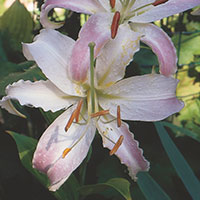 Lily (Oriental) Indoors (Lilium orientalis)