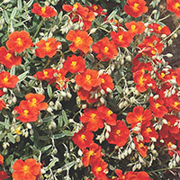 Sun Rose (Helianthemum Hybrid)