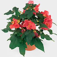 Flowering Maple Indoors (Abutilon hybrid)