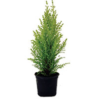 Cypress 'Goldcrest' (Cupressus macrocarpa)