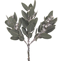 Silver Dollar (Eucalyptus species)