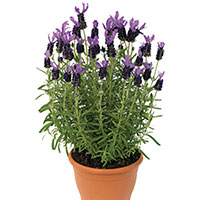 Lavender Indoors (Lavandula species)