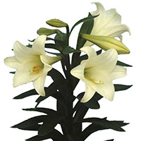 Lily (Easter) (Lilium longiflorum)