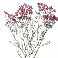 Statice, Sea Lavender (Limonium species)
