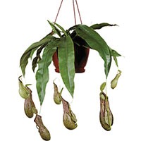 Nepenthes / Pitcher Plant (Nepenthes)