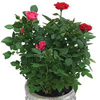 Miniature Rose Indoors (Rosa hybrid)