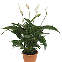 Spathiphyllum (Peace Lily) (Spathiphyllum hybrid)