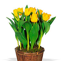 Tulip Indoors (Tulipa Hybrid)