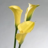Calla Lily (Zantedeschia species)