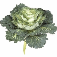 Cabbage (Ornamental) (Brassica oleracea)