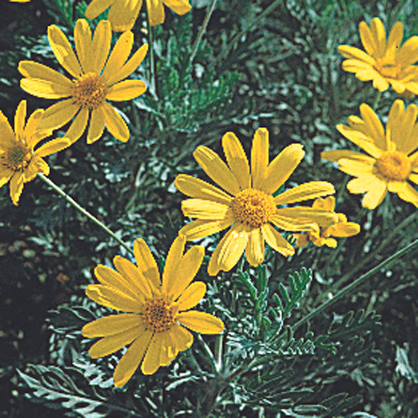 Annual African Bush Daisy (Euryops pectinatus)