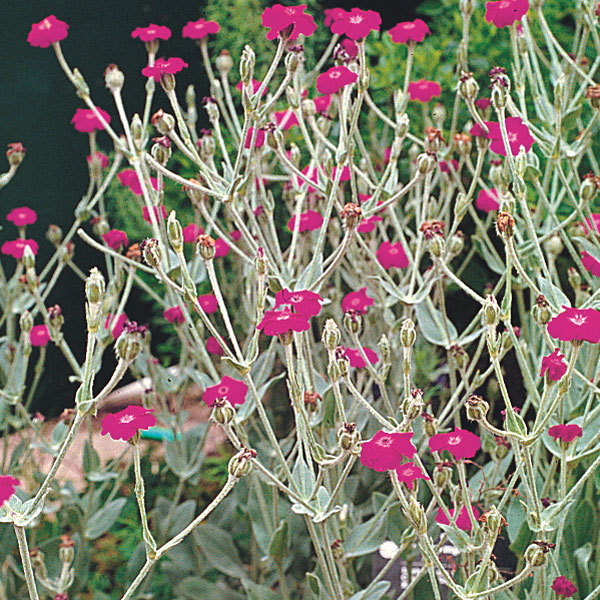 Rose Campion, Mullein Pink (Lychnis coronaria)