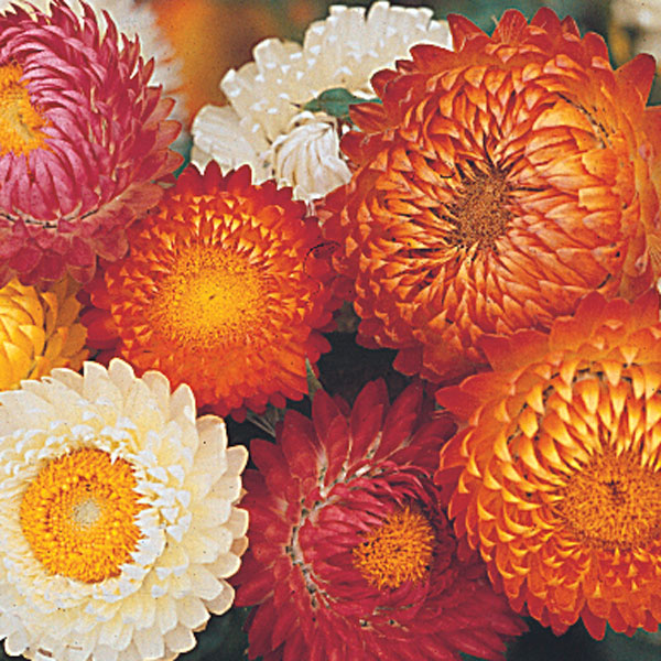 Strawflower. Golden Everlasting (Bracteantha bracteata)