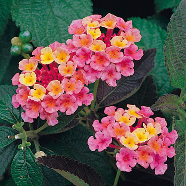 Lantana (Lantana )