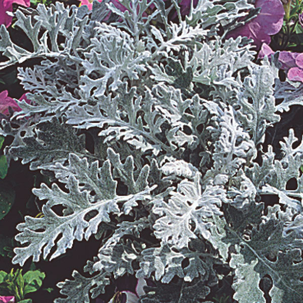 Dusty Miller (Artemisia stelleriana)