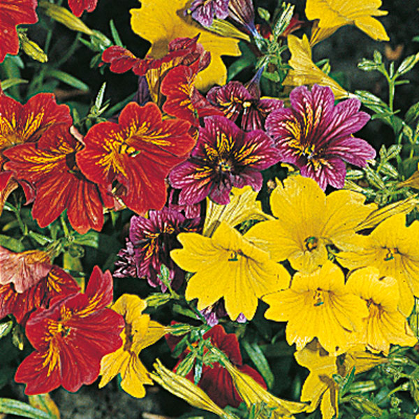 Salpiglossis, Painted Tongue (Salpiglossis hybrid)