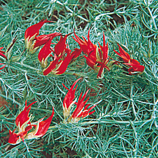 Lotus Vine, Coral Gem, Parrot's Beak (Lotus berthelotii)