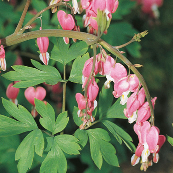 Old-Fashioned Bleeding Heart, Lyre Flower (Dicentra spectabilis)