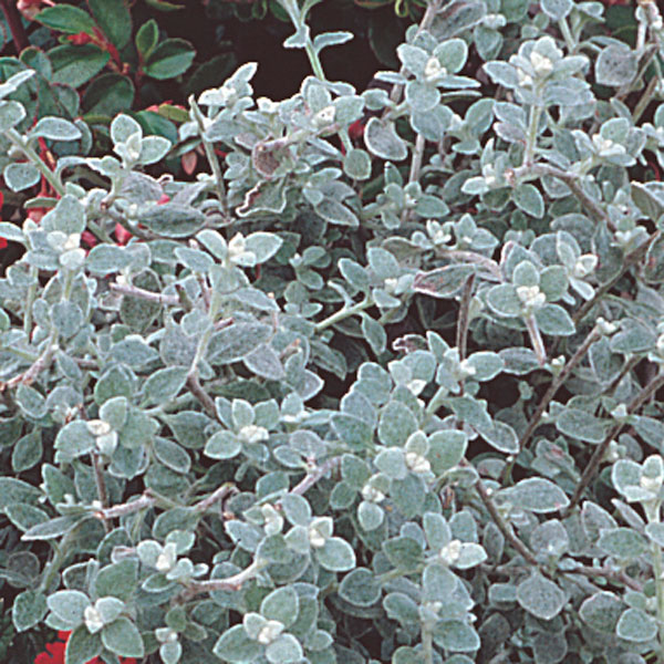 Helichrysum Hybrid (Helichrysum hybrid)