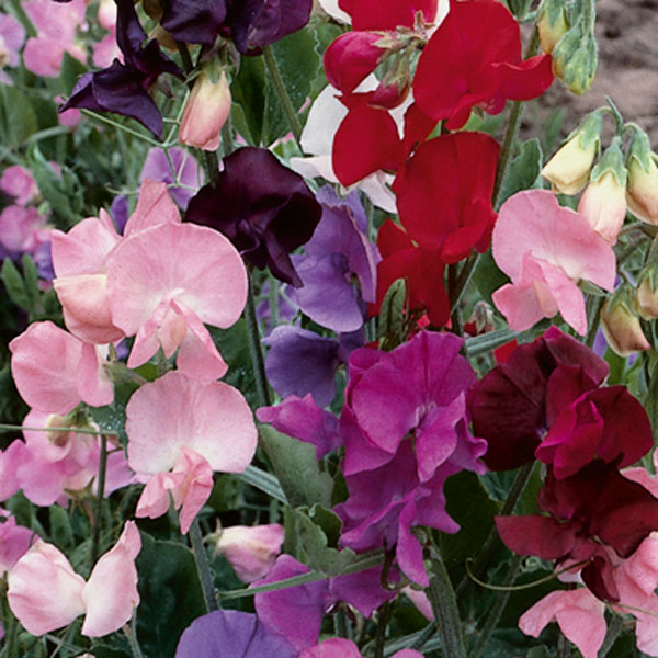 Sweet Pea, Perennial Pea (Lathyrus odoratus)