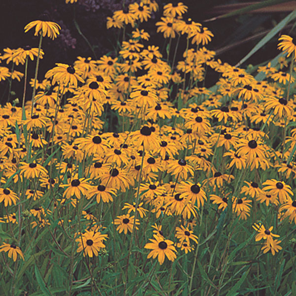 Black-Eyed Susan (Rudbeckia fulgida)