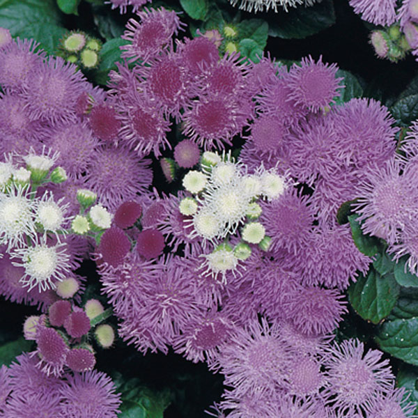 Ageratum, Floss Flower (Ageratum houstonianum)