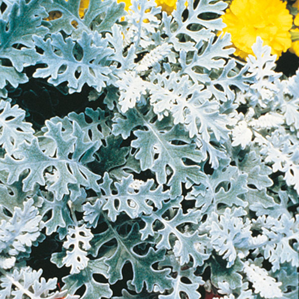 Dusty Miller, Silver Ragwort (Senecio cineraria)