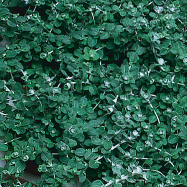 Little Leaf Licorice Plant (Helichrysum microphylla)