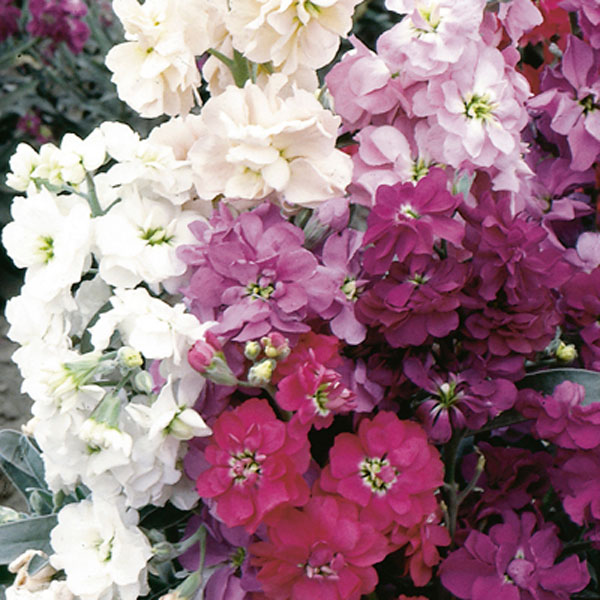 Stock, Gilly Flower (Matthiola incana)