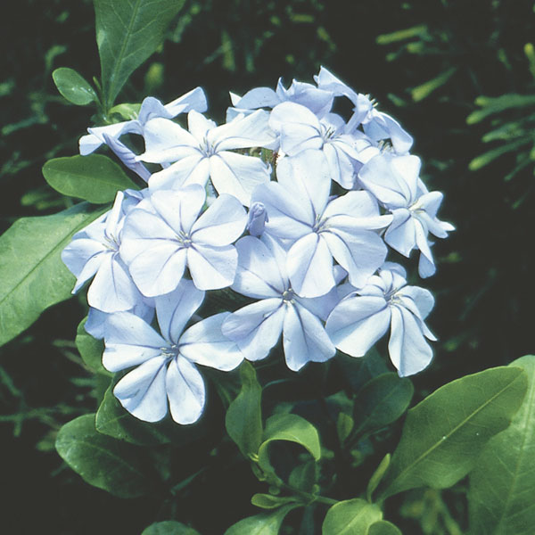 Plumbago, Leadwort, Skyflower (Plumbago auriculata)