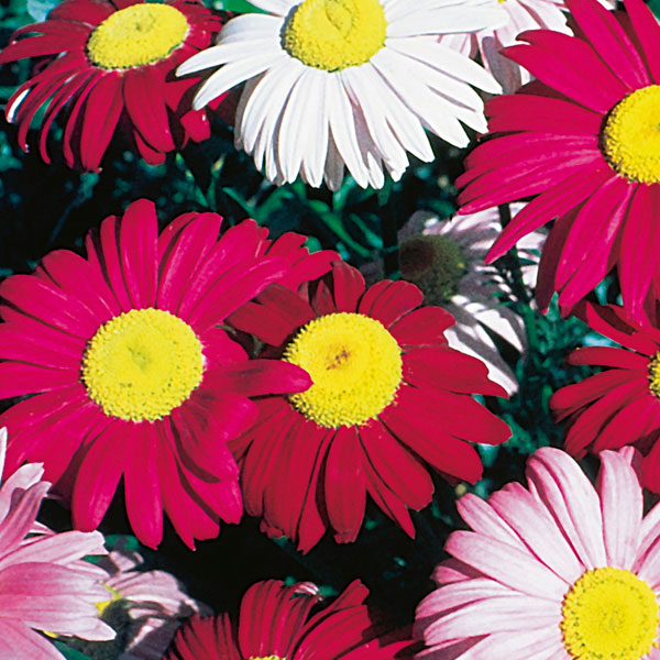 Painted Daisy, Pyrethrum (Pyrethrum coccineum)