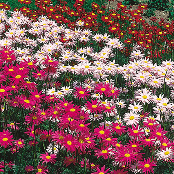 Painted Daisy, Pyrethrum (Tanacetum coccineum)