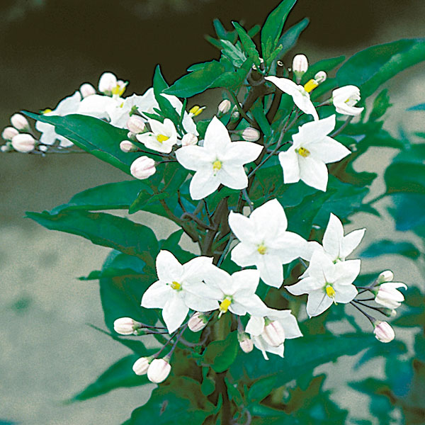 Star of Bethlehem, White Potato Vine (Solanum jasminoides)